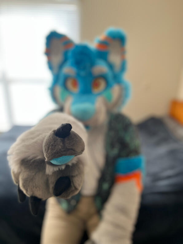 picture by: @Picton_Wolf (twitter)